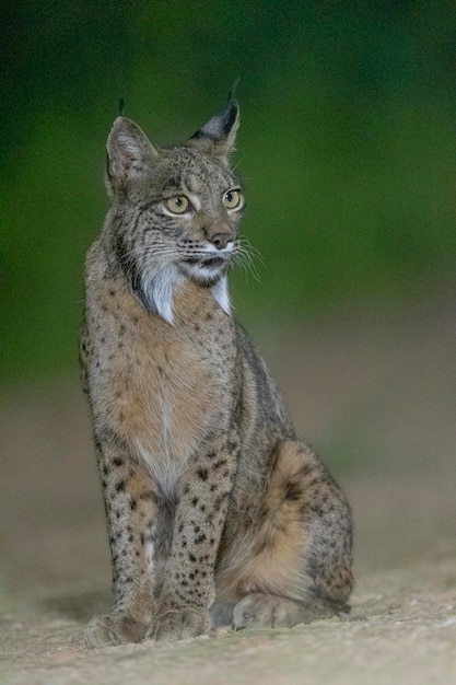 Lince ibérico Lince pardinus Jaen España