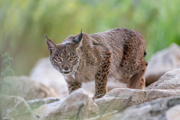 Lince ibérico Lince pardinus Jaen España