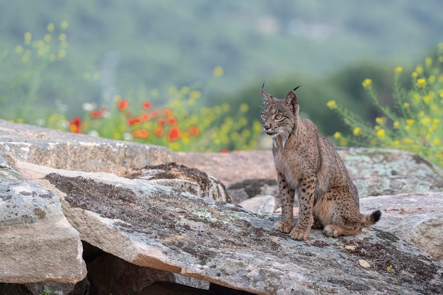 Foto lince ibérico lince pardinus jaen espanha