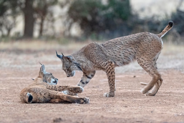 Lince ibérico Lynx pardinus Ciudad Real España