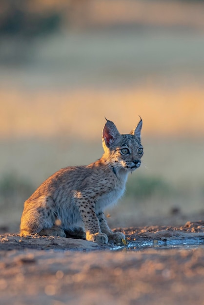 Lince ibérico (Lynx pardinus) Ciudad Real, España