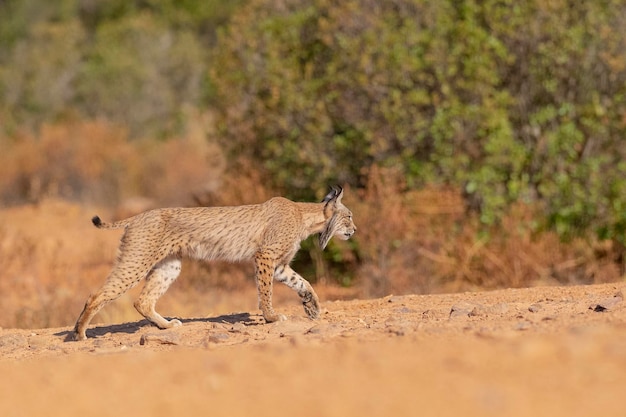 Lince ibérico (Lynx pardinus) Ciudad Real, España