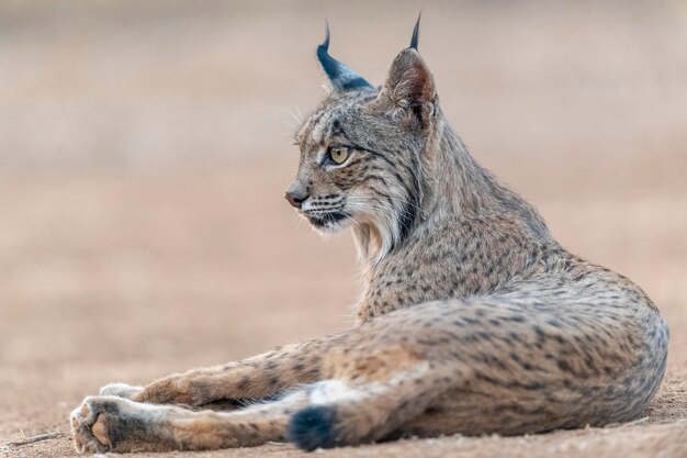 Lince ibérico lynx pardinus ciudad real espanha