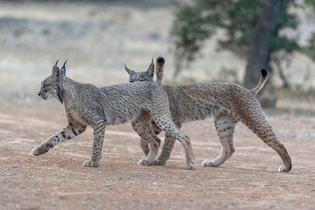 Lince ibérico Lynx pardinus Ciudad Real Espanha