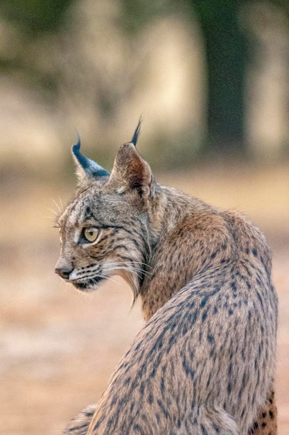 Lince ibérico Lynx pardinus Ciudad Real Espanha