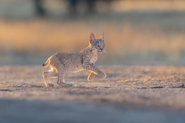 Lince ibérico (Lynx pardinus) Ciudad Real, Espanha