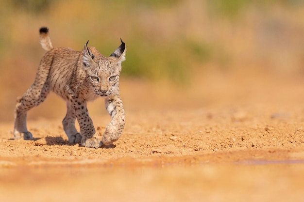 Lince ibérico (Lynx pardinus) Ciudad Real, Espanha