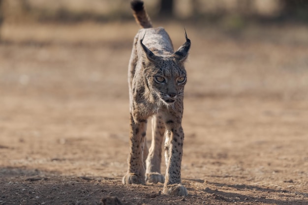 Lince ibérico Lynx pardinus no pasto espanhol