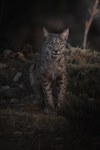 Lince ibérico, Lynx pardinus