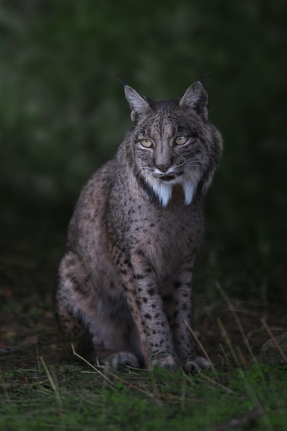 Lince ibérico, Lynx pardinus