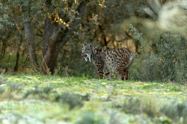 Lince ibérico macho adulto caminhando por seu território dentro de uma floresta mediterrânea