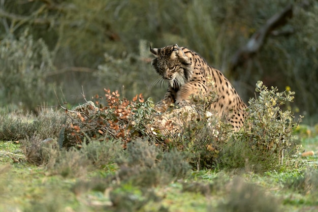 Lince ibérico macho adulto caminhando por seu território dentro de uma floresta mediterrânea