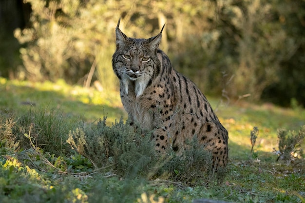 Lince ibérico macho adulto caminhando por seu território dentro de uma floresta mediterrânea