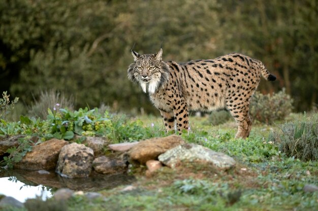 Lince ibérico macho adulto caminhando por seu território dentro de uma floresta mediterrânea