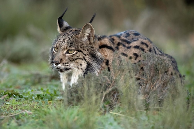 Lince ibérico macho adulto caminhando por seu território dentro de uma floresta mediterrânea