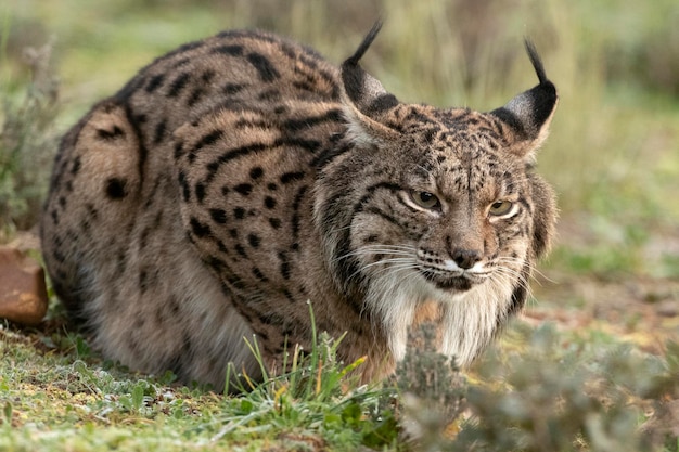 Lince Ibérico macho adulto numa floresta de carvalhos mediterrânicos à primeira luz num dia frio de inverno