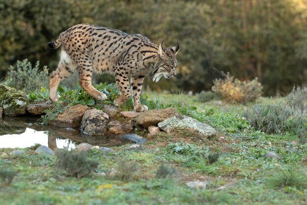 Lince Ibérico macho adulto numa floresta de carvalhos mediterrânicos à primeira luz num dia frio de inverno