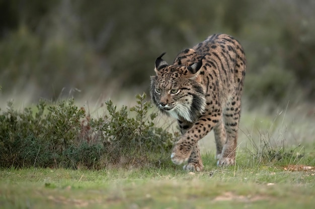 Lince ibérico macho adulto en un robledal mediterráneo con las primeras luces del amanecer