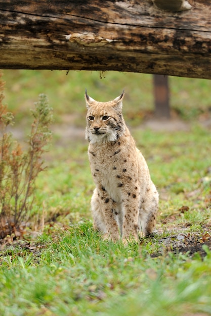 Lince joven