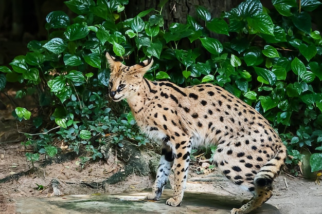 Lince na floresta verde com o tronco da árvore.