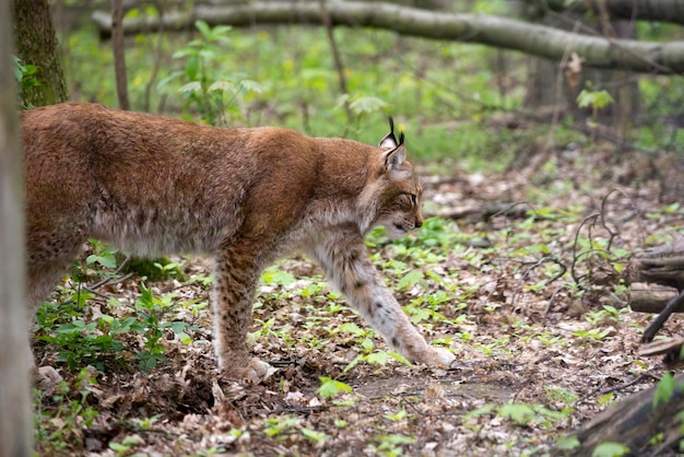 Lince na floresta