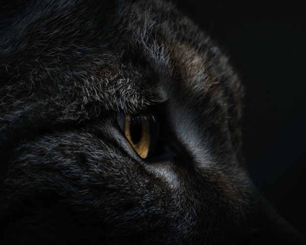 El lince en la oscuridad
