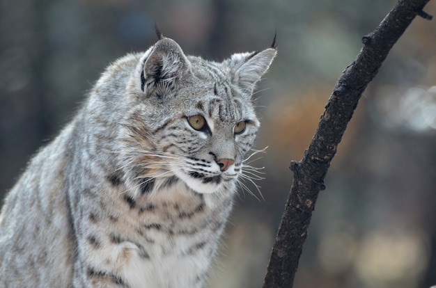 Lince salvaje al acecho en el desierto.