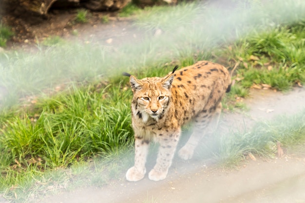 Lince en el zoológico de Alpen