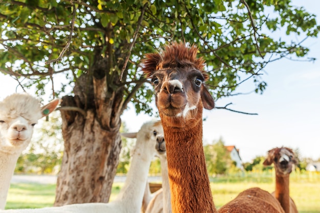 Linda alpaca con cara divertida relajante en el rancho en día de verano