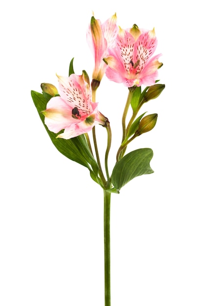 Linda alstroemeria rosa