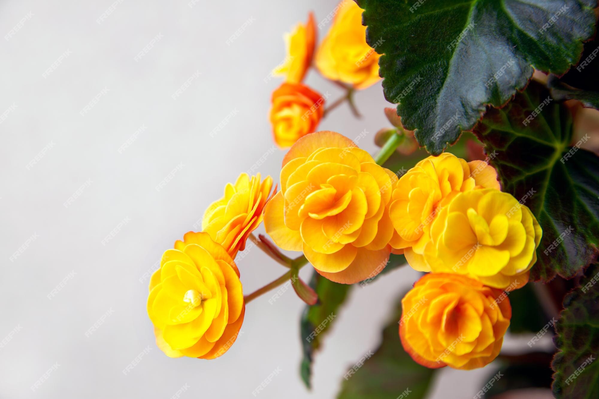 Linda amarela terry begônia elatior plantas domésticas hobby floricultura |  Foto Premium