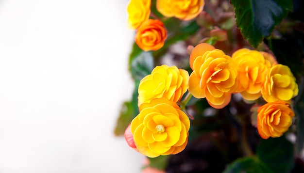 Linda amarela terry begônia elatior Plantas domésticas hobby floricultura