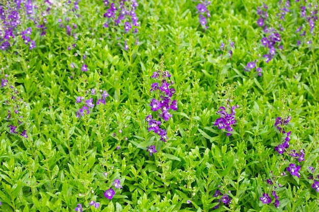 Linda angelonia goyazensis benth no parque