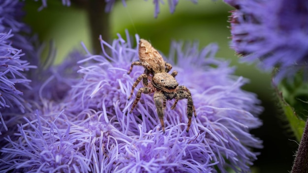 Foto linda araña saltando sobre una exuberante flor púrpura de cerca