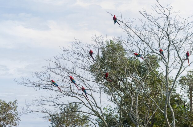 Linda arara vermelha no pantanal brasileiro