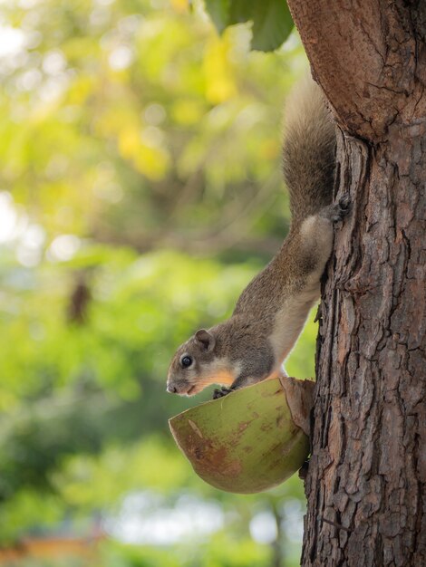 Una linda ardilla del bosque bajó del árbol para comer comida de los aldeanos.