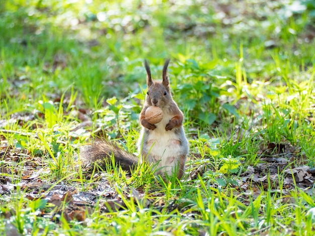 Una linda ardilla hermosa se para sobre sus patas traseras en la hierba verde y sostiene una nuez grande entre sus dientes. Alimentando animales en parques y bosques.