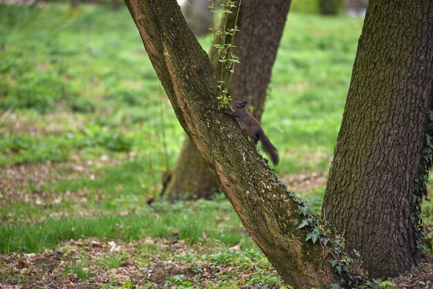 La linda ardilla Sciurus vulgaris en una rama de un árbol