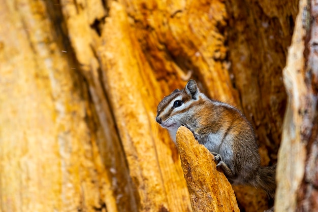 linda ardilla sentada en un árbol durante el invierno en el parque nacional bryce canyon, Uintah Chipmunk