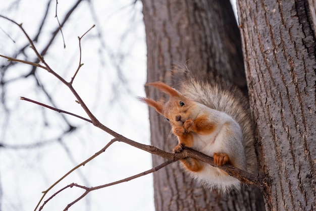 Linda ardilla se sienta en la rama de un árbol y come una nuez en el parque de invierno