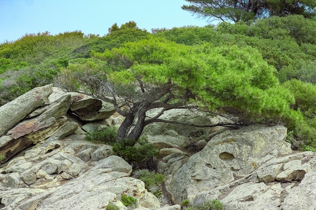 Linda árvore à beira-mar no fundo da natureza