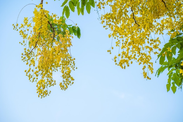 Linda árvore de cassia árvore de chuva dourada Flores de fístula de cássia amarela em uma árvore na primavera Fístula de cássia conhecida como a árvore de chuva dourada ou flor nacional de árvore de chuveiro da Tailândia