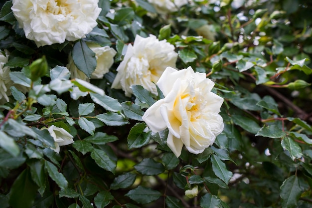 Linda árvore de rosas brancas de rosas brancas