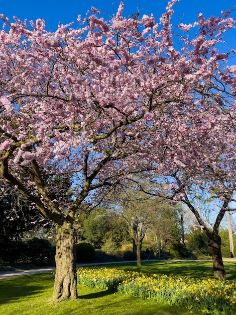 Foto linda árvore de sakura no parque