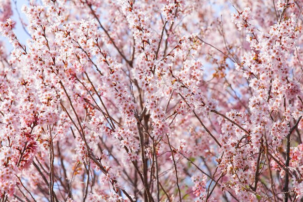 Linda árvore de sakura rosa