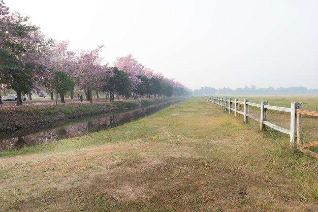 Linda árvore de trombeta rosa na paisagem rural de primavera da fazenda de cavalos