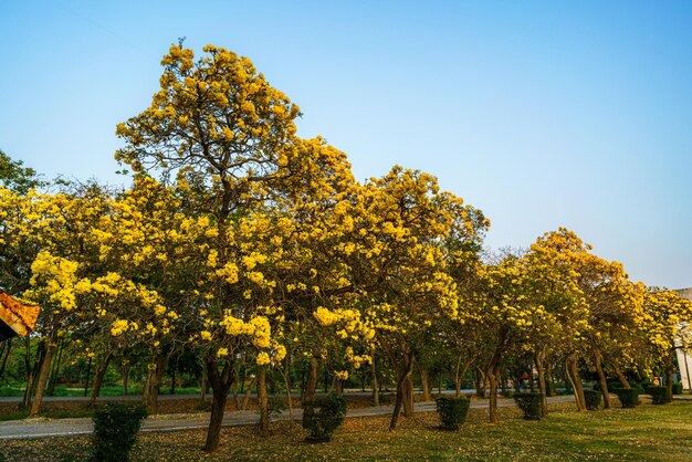 Linda árvore de trompete de ouro amarelo florescendo ou Tabebuia aurea na estrada do Amarelo que estão florescendo com o parque na primavera no jardim e fundo do céu pôr do sol na Tailândia