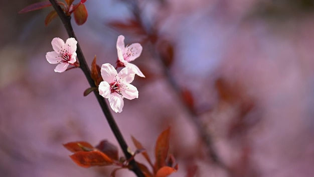 Linda árvore florida Fundo colorido de primavera com flores Natureza na primavera bom dia ensolarado