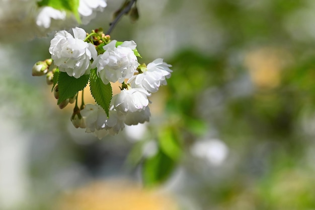 Linda árvore florida fundo colorido de primavera com flores natureza na  primavera bom dia ensolarado | Foto Premium