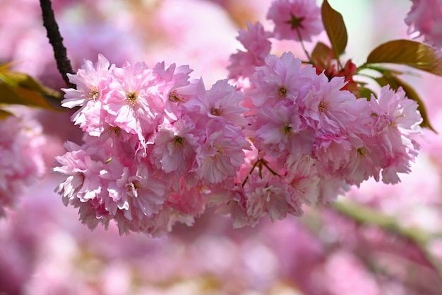 Linda árvore florida fundo colorido de primavera com flores natureza na primavera bom dia ensolarado | Foto Premium Linda árvore florida fundo colorido de primavera com flores natureza na primavera bom dia ensolarado | Foto Premium